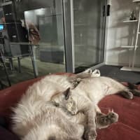 Photo of Milo