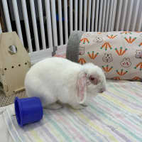 Photo of Minke