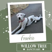 Photo of Frankie