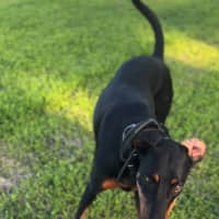 Photo of Ms Z Von Dobermann