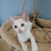 Photo of Marshmallow