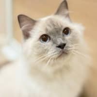Photo of Nimbus