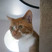 Photo of Ginger Sta013276