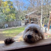 Photo of Chewy Clausen 