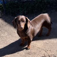 Photo of Ruby