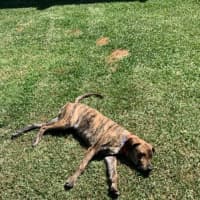 Photo of Buzz   9 Month Old Mixed Breed