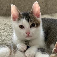 Photo of Frankie
