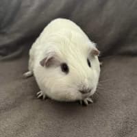 Photo of Snowball