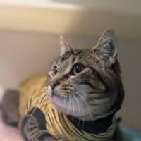 Photo of 🥔 Purrtato 6326 🥔