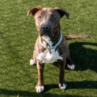 Photo of Wookie Imp 1545