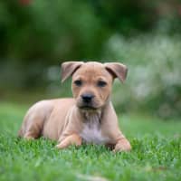 Photo of Nyla