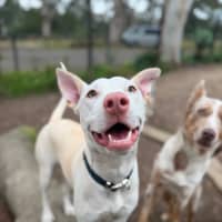 Photo of Marshmallow 