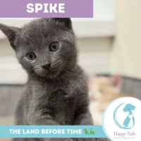 Photo of Spike