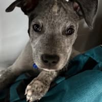Photo of Louie   9 Week Old Cattle X English Staffy