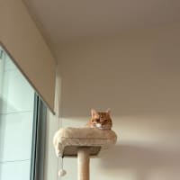 Photo of Pumpkin