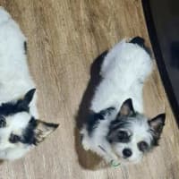 Photo of Scruffy And Bozzi