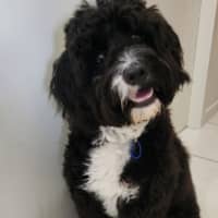 Photo of Dimond   10 Month Old Poodle X Staffy