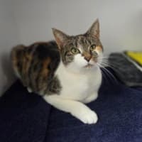 Photo of Stella