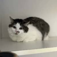 Photo of Anchovy