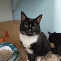 Photo of Captain Felix