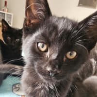 Photo of Tamworth Meet Me@Petstock Keysborough Store 