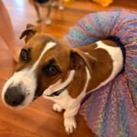 Photo of Pickles