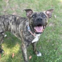 Photo of Tipsy