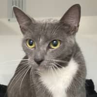 Photo of Misty