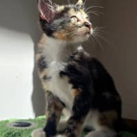 Photo of Cinnamon