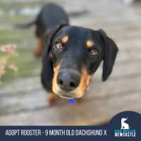 Photo of Rooster   9 Month Old Dachshund X Kelpie
