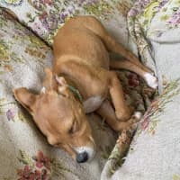 Photo of Cooper