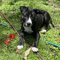 Photo of Roxie Milly Timbs 