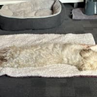 Photo of Gingy Newhaven