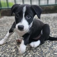 Photo of Torrah