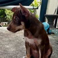 Photo of Phoebe