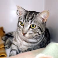 Photo of Ortus Sta015272