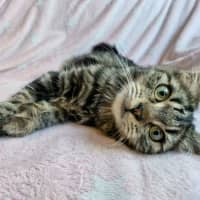 Photo of Yasha