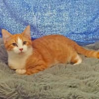 Photo of Chester