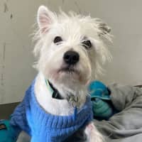 Photo of Lacey