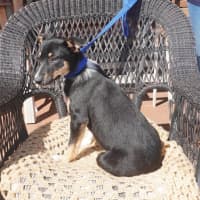 Photo of Abbie