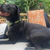 Photo of Sage