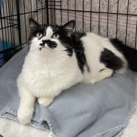 Photo of Meows