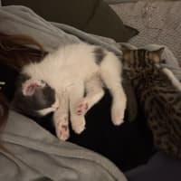 Photo of Albi & Atlas 