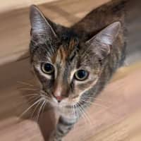 Photo of Maple