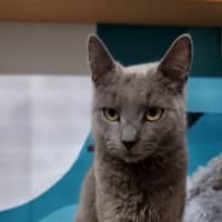Photo of Bluebell