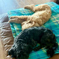 Photo of Cooper   3 Year Old Border Collie X Toy Poodle