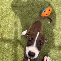 Photo of D1274 Polly