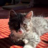 Photo of Mary Kate And Ashley