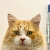 Photo of Benji