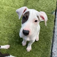 Photo of D1273 Patch